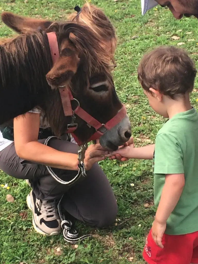 attività allaperto incontro con animali Incontrarti asino - Ortoattivo Pet